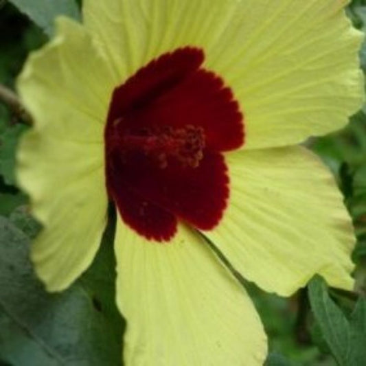 5 Hibiscus Surratensis Yellow Hibiscus Seeds For Planting | www.seedsplantworld.com