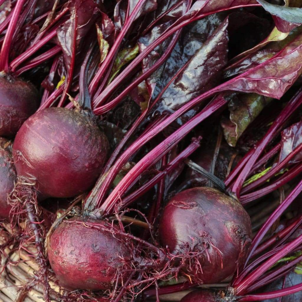 35 Bull's Blood Beet Deep Burgundy Greens NON-GMO Heirloom Vegetable Seeds | www.seedsplantworld.com