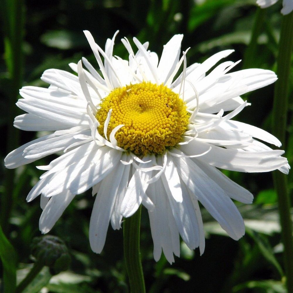 10 Leucanthemum Crazy Daisy Double Shasta Daisy Seeds For Planting | www.seedsplantworld.com