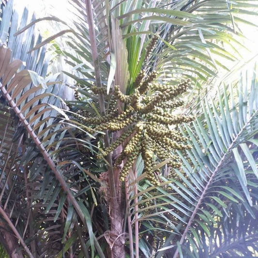 5 Arenga Engleri Sugar Palm Seeds For Planting | www.seedsplantworld.com