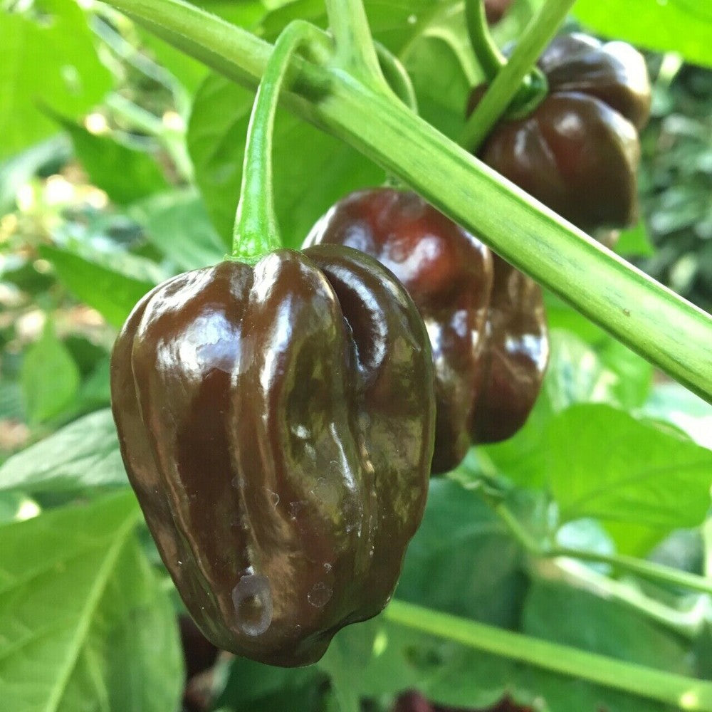 10 Chocolate Habanero Pepper Brown Congo Vegetable Seeds | www.seedsplantworld.com