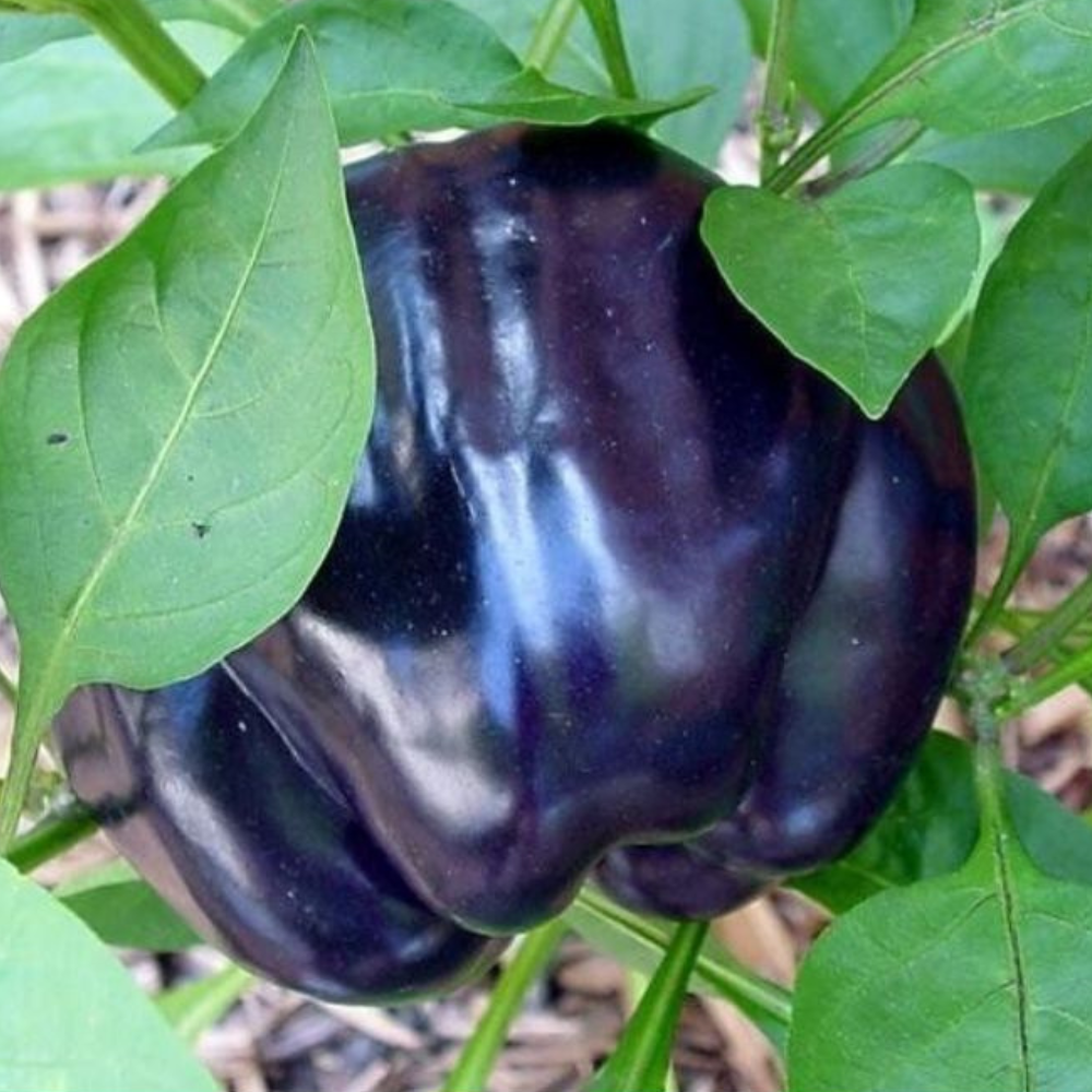 100 Purple Beauty Bell Pepper Sweet NON-GMO Heirloom Vegetable Seeds | www.seedsplantworld.com