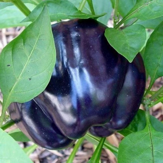 100 Purple Beauty Bell Pepper Sweet NON-GMO Heirloom Vegetable Seeds | www.seedsplantworld.com