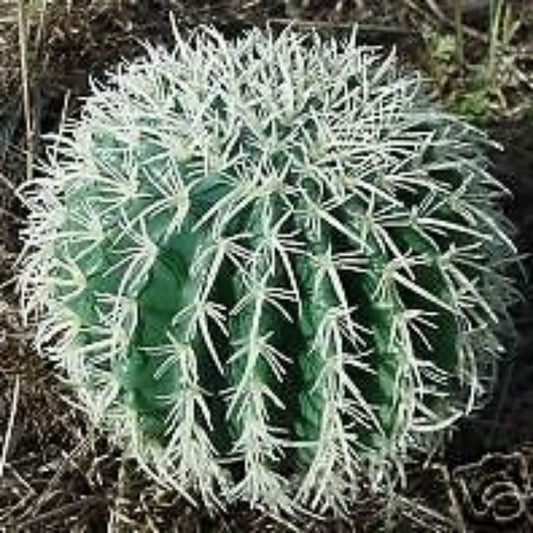 10 Ferocactus Wislizenii Hardy Cactus Seeds For Planting | www.seedsplantworld.com