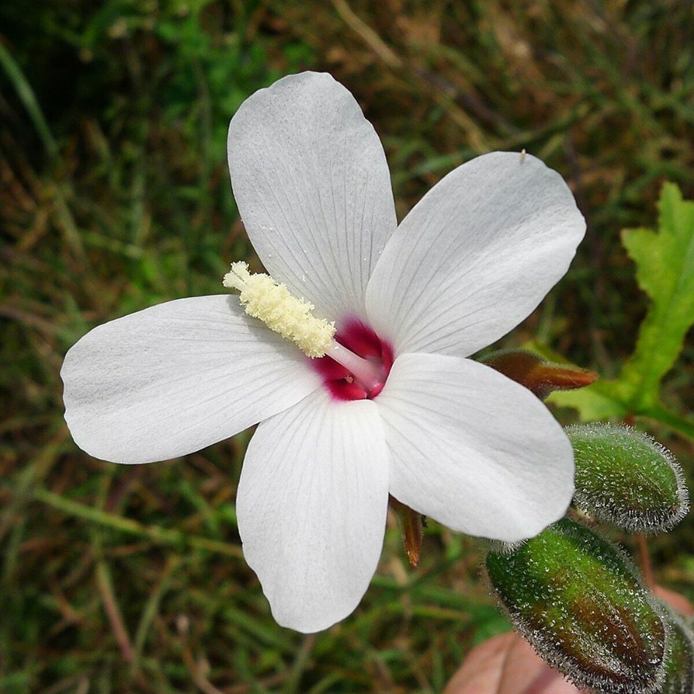 5 Abelmoschus Ficulneus Wild Musk Mallow Seeds For Planting | www.seedsplantworld.com