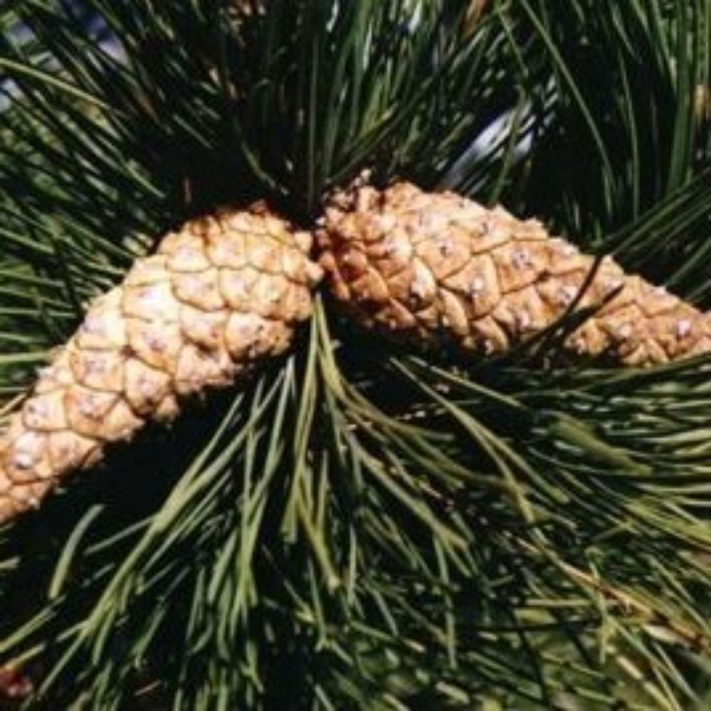 5 Pinus Nigra Caramaniaca Austrian Pine Tree Seeds For Planting | www.seedsplantworld.com