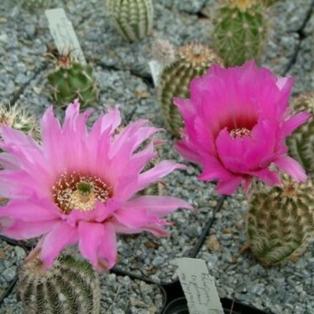 10 Echinocereus Reichenbachii Perbellus Hardy Hedgehog Cactus Seeds For Planting | www.seedsplantworld.com