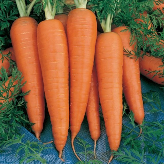 300 Danvers 126 Half Long Carrot NON-GMO Heirloom Vegetable Seeds | www.seedsplantworld.com