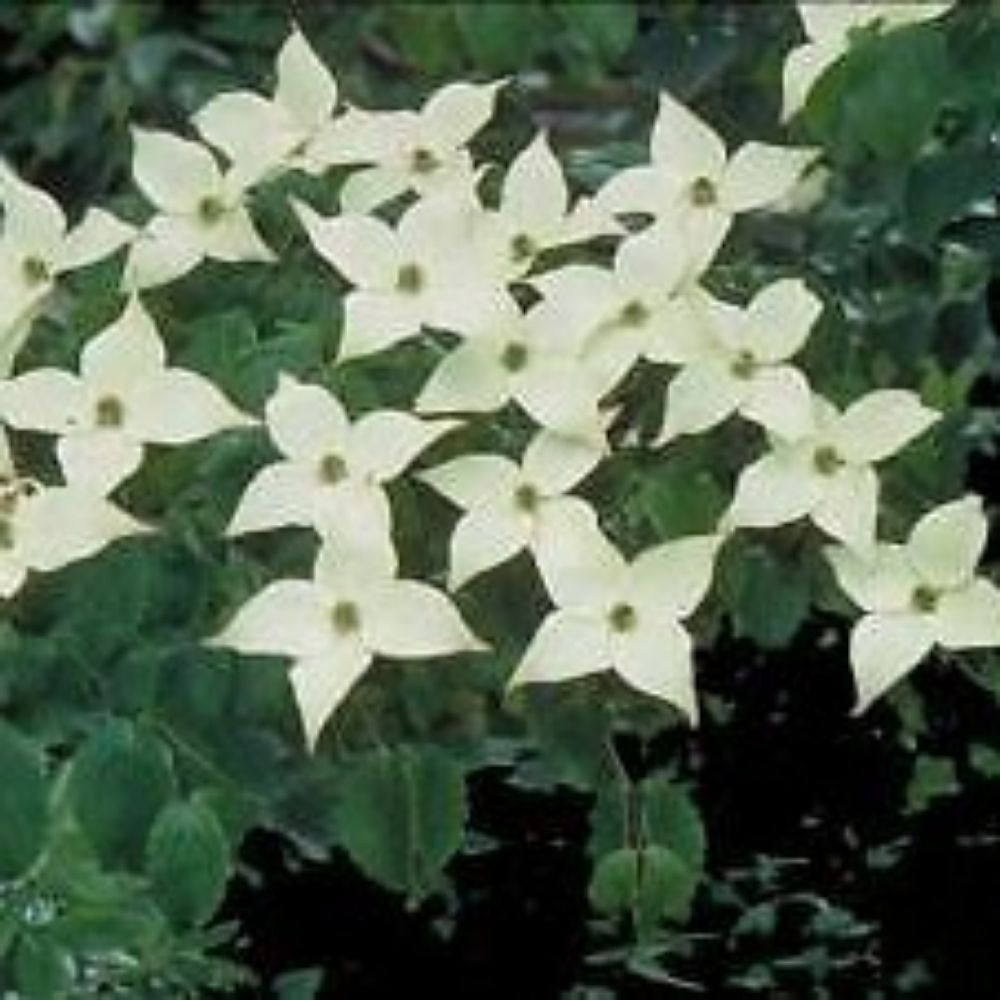 5 Cornus Kousa Chinensis Chinese Dogwood Tree Seeds For Planting | www.seedsplantworld.com