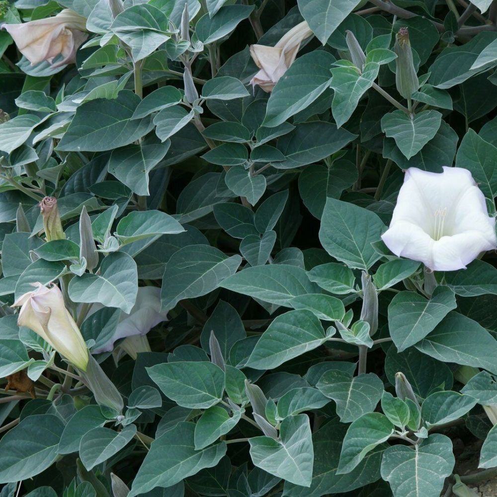 10 Datura Inoxia Fragrant White Flowers Seeds For Planting | www.seedsplantworld.com