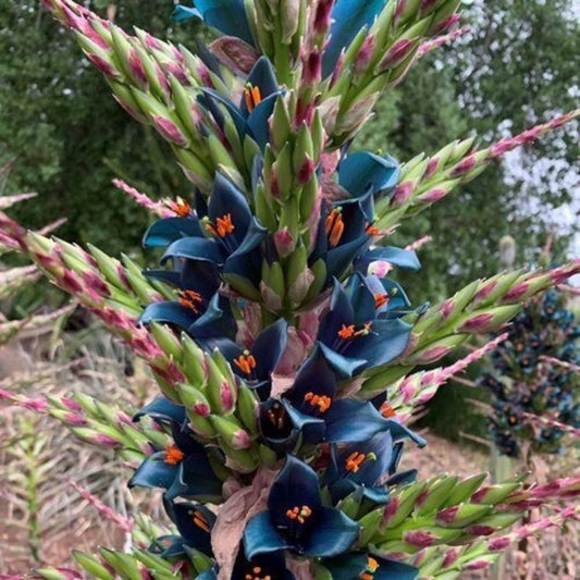 5 Puya Alpestris Sapphire Tower Hardy Bromeliad Seeds For Planting | www.seedsplantworld.com