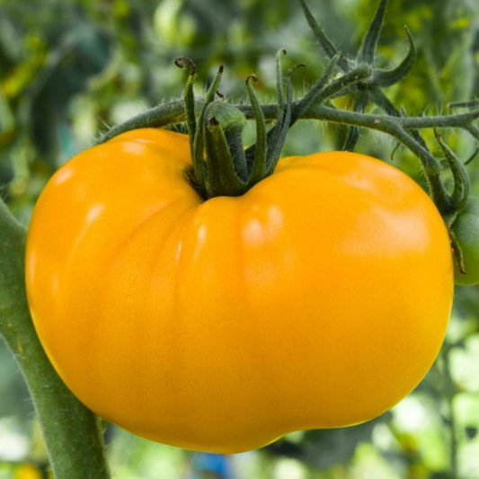 125 Yellow Brandywine Tomato Indeterminate Potato Leaf NON-GMO Vegetable Seeds | www.seedsplantworld.com