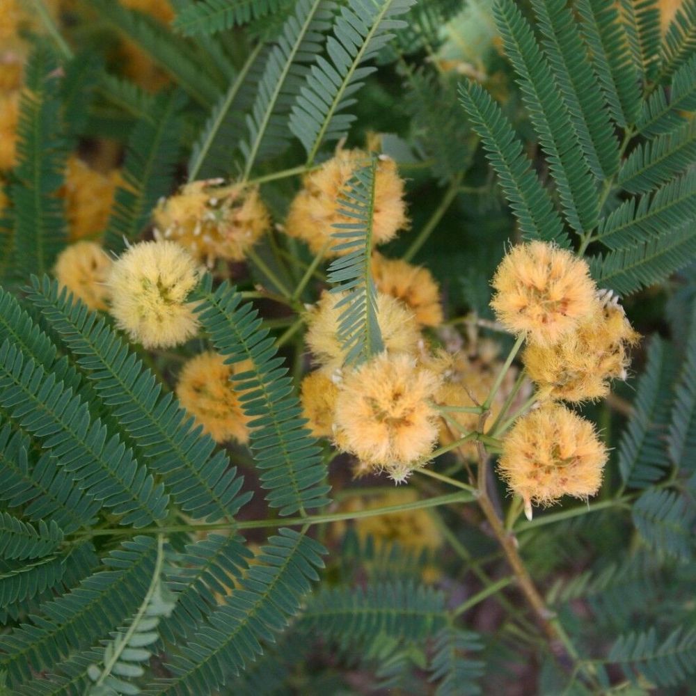 5 Albizia Odoratissima Fragrant Albizia Tree Seeds For Planting | www.seedsplantworld.com