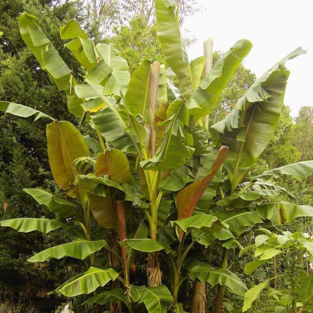 5 Musa Sikkimensis Hardy Banana Seeds For Planting | www.seedsplantworld.com