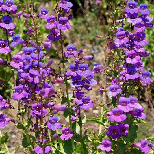 10 Penstemon Spectabilis Showy Penstemon Seeds For Planting | www.seedsplantworld.com