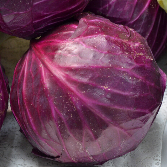 250 Red Acre Cabbage Coleslaw NON-GMO Vegetable Seeds | www.seedsplantworld.com