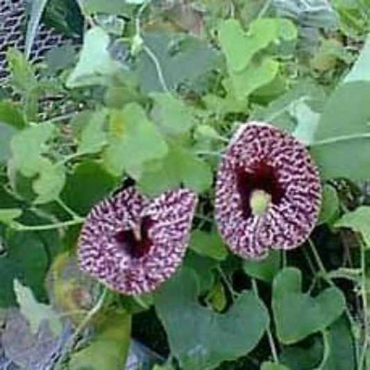 5 Aristolochia Elegans Calico Flower Seeds For Planting | www.seedsplantworld.com