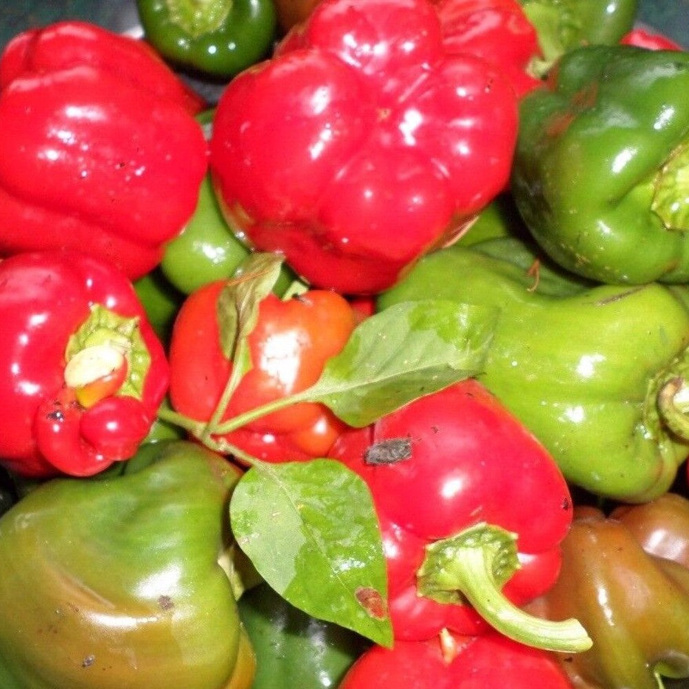 100 California Wonder Bell Pepper Heirloom NON-GMO Vegetable Seeds | www.seedsplantworld.com