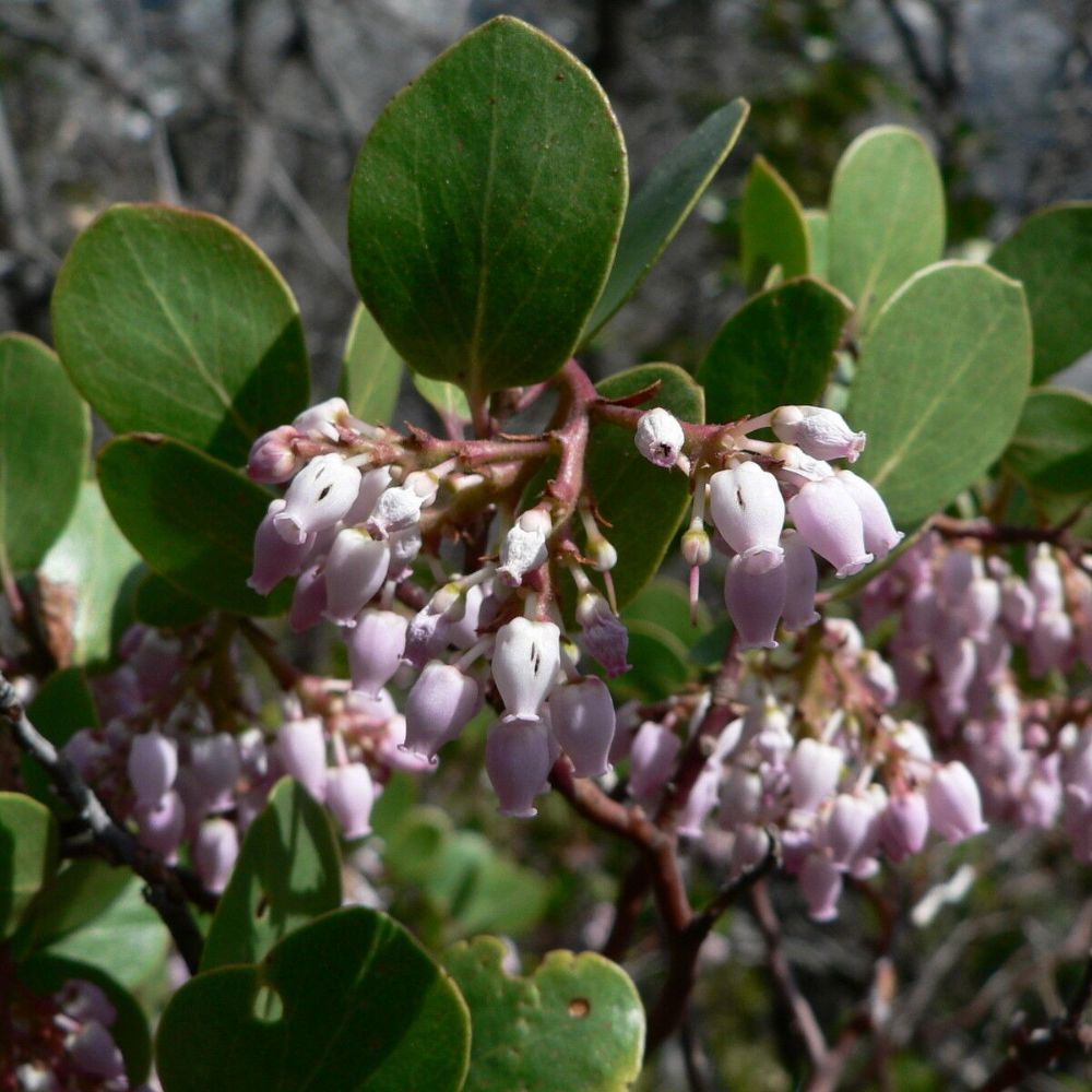 5 Arctostaphyllos Patula Manzanita Seeds For Planting | www.seedsplantworld.com