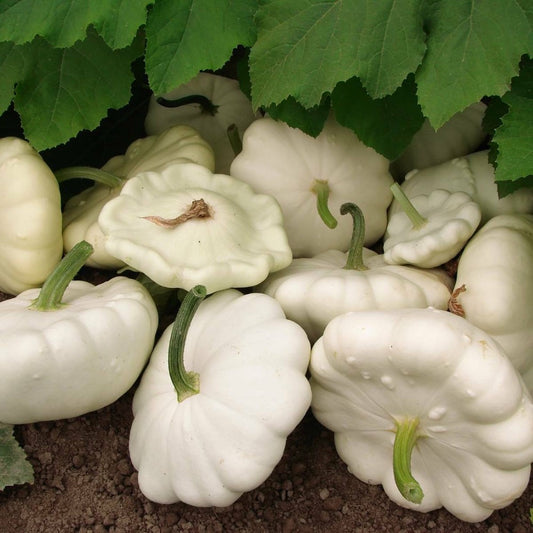 140 White Bush Scallop Summer Squash NON-GMO White Patty Pan Vegetable Seeds | www.seedsplantworld.com