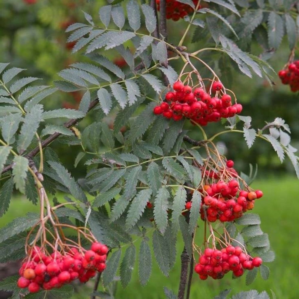 5 Sorbus Aucuparia Mountain Ash Tree Seeds For Planting | www.seedsplantworld.com