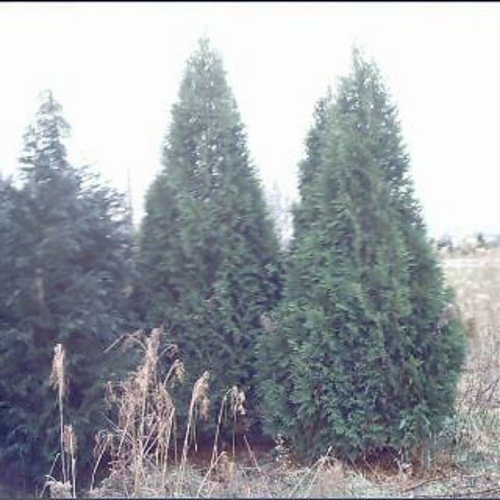 10 Thuja Occidentalzis Darkgreen American Arborvitae Seeds For Planting | www.seedsplantworld.com