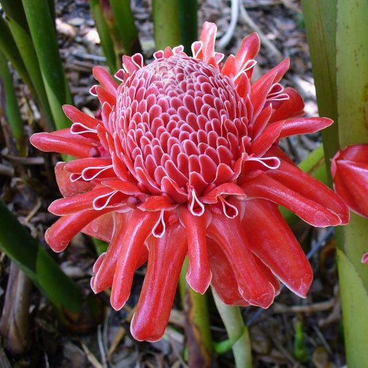 5 Etlingera Elatior Red Torch Ginger Seeds For Planting | www.seedsplantworld.com