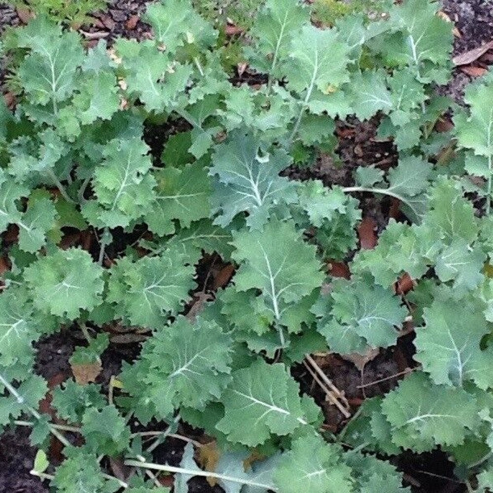 250 Siberian Dwarf Kale NON-GMO Cruciferous Vegetable Winter Hardy Vegetable Seeds | www.seedsplantworld.com