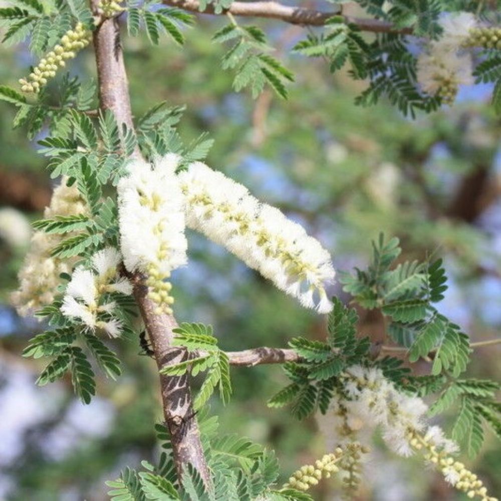 5 Acacia Senegal Gum Acacia Tree Seeds For Planting | www.seedsplantworld.com