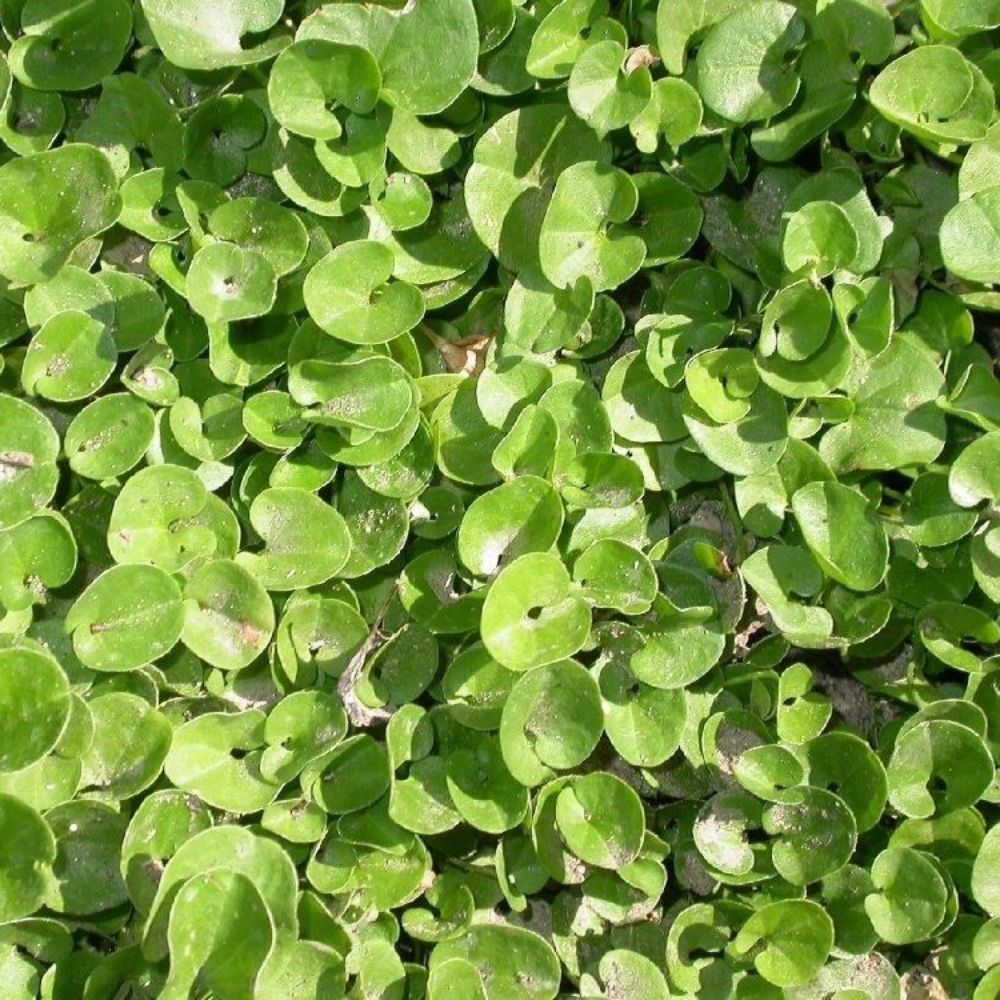 5 Dichondra Micrantha Groundcover Seeds For Planting | www.seedsplantworld.com