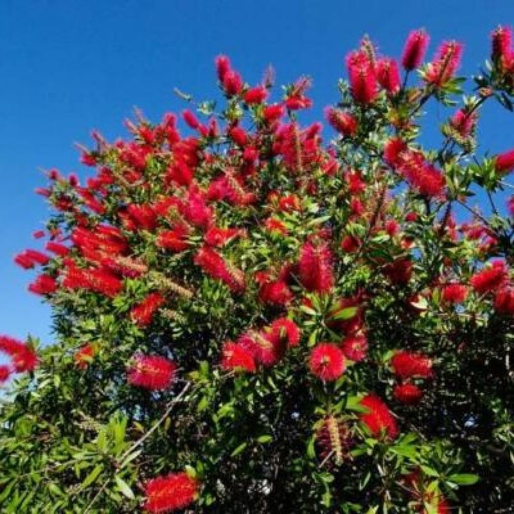 10 Callistemon Citrinus Red Bottlebrush Seeds For Planting | www.seedsplantworld.com