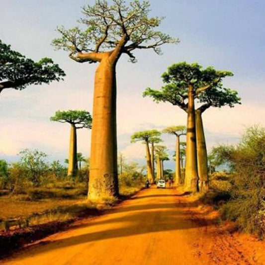 5 Adansonia Digitata Baobab Tree Seeds For Planting | www.seedsplantworld.com