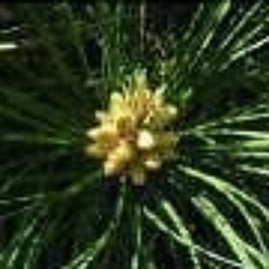 5 Pinus Tabulaeformis Pine Tree Seeds For Planting | www.seedsplantworld.com