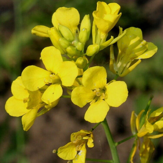 50 Brasica Nigra Mustard Seeds For Planting | www.seedsplantworld.com