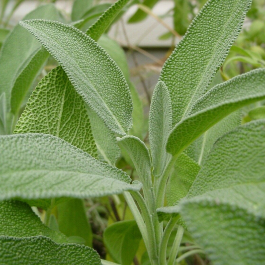 100 Broadleaf Sage Salvia Officinalis NON-GMO Herb Seeds | www.seedsplantworld.com