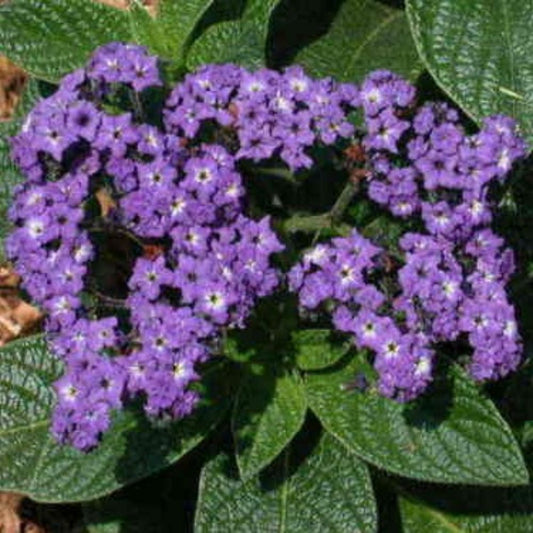 5 Heliotrope Marine Fragrant Purple Blooms Seeds For Planting | www.seedsplantworld.com