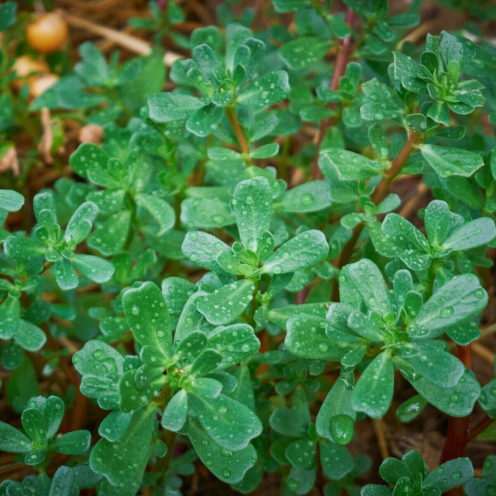 100 Green Purslane Little Hogweed Duckweed Omega-3s NON-GMO Herb Seeds | www.seedsplantworld.com