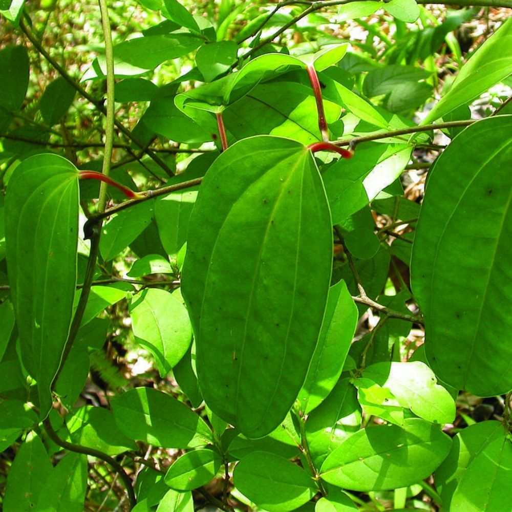 5 Dioscorea Oppositifolia Rare Permaculture Crop • Yam Seeds For Planting | www.seedsplantworld.com