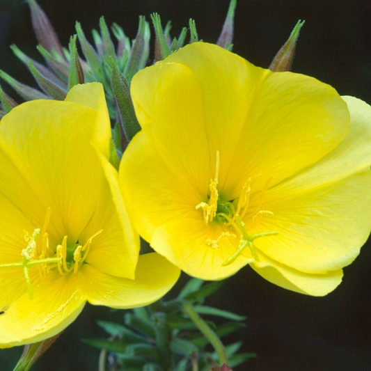 2000 Common Evening Primrose Beautiful Yellow Flowers Fragrant Flowers Seeds | www.seedsplantworld.com