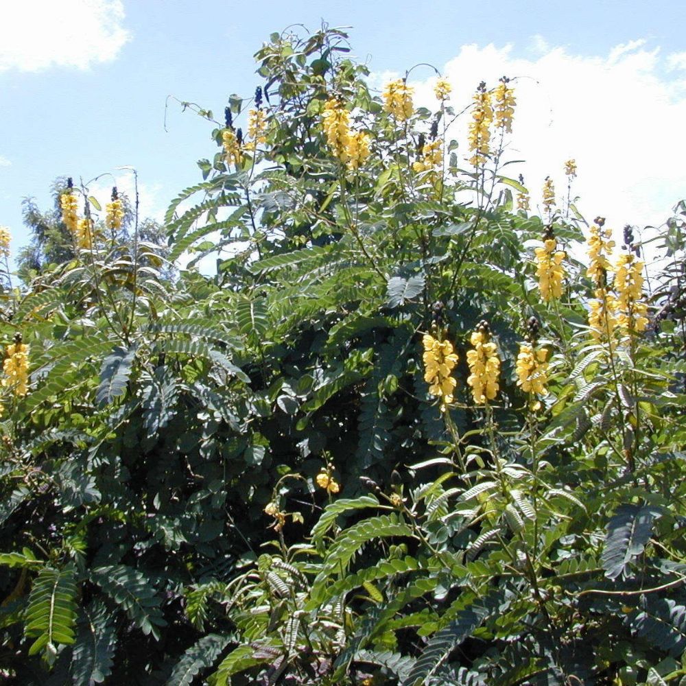 5 Cassia Didymobotrya Popcorn Senna Yellow Flowers Seeds For Planting | www.seedsplantworld.com