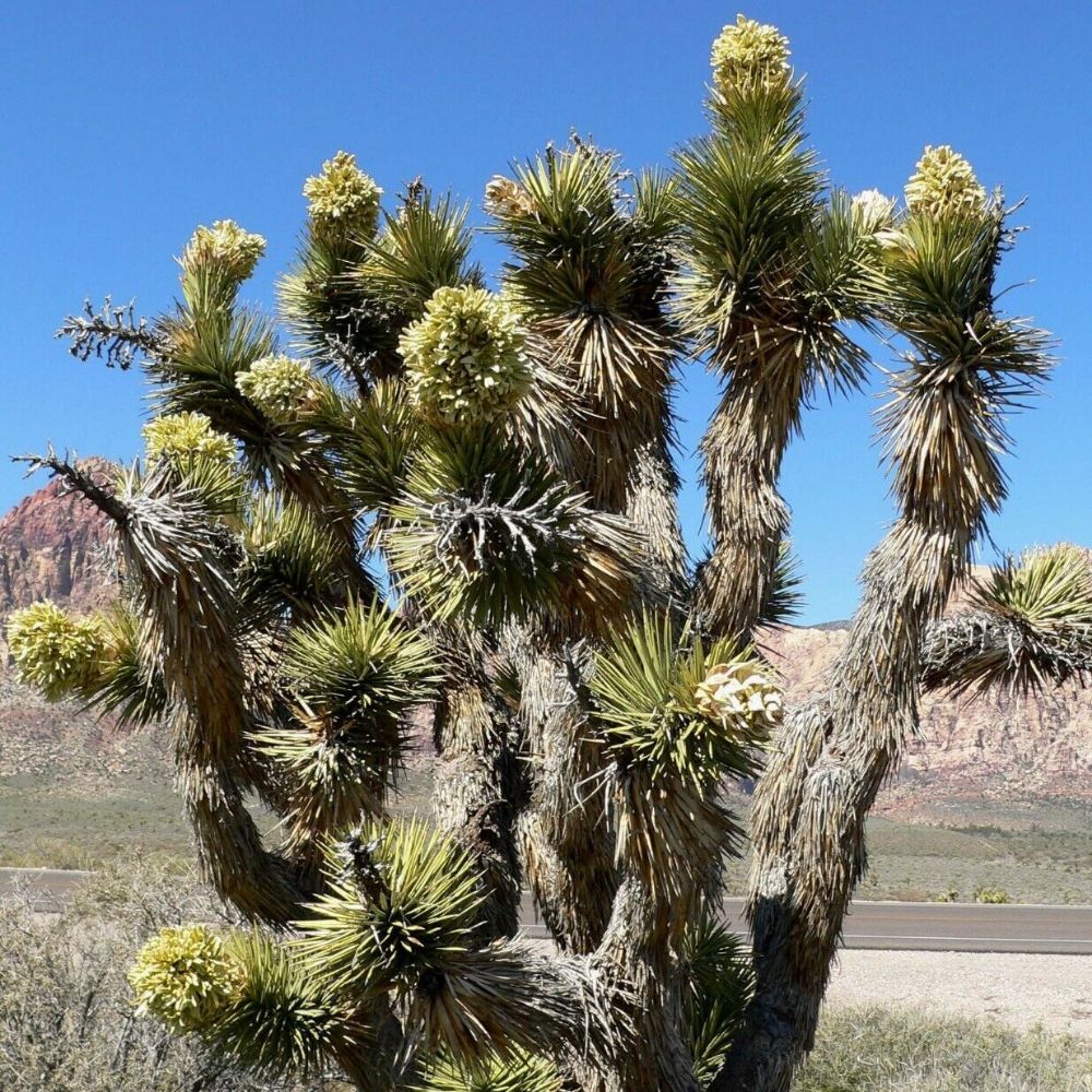 5 Yucca Brevifolia Jaegeriana Hardy Joshua Tree Yucca Hardy Seeds For Planting | www.seedsplantworld.com