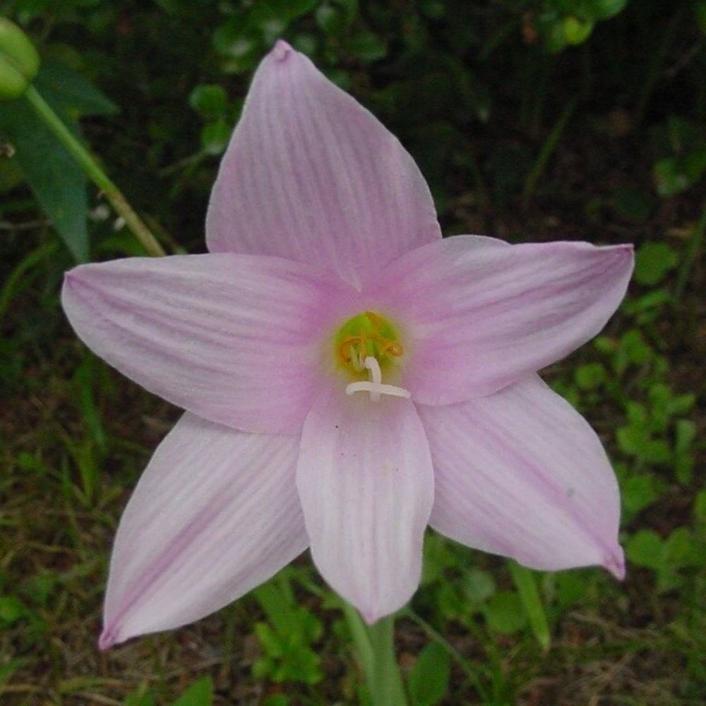 5 Habranthus Robustus Pink Rain Lily Seeds For Planting | www.seedsplantworld.com