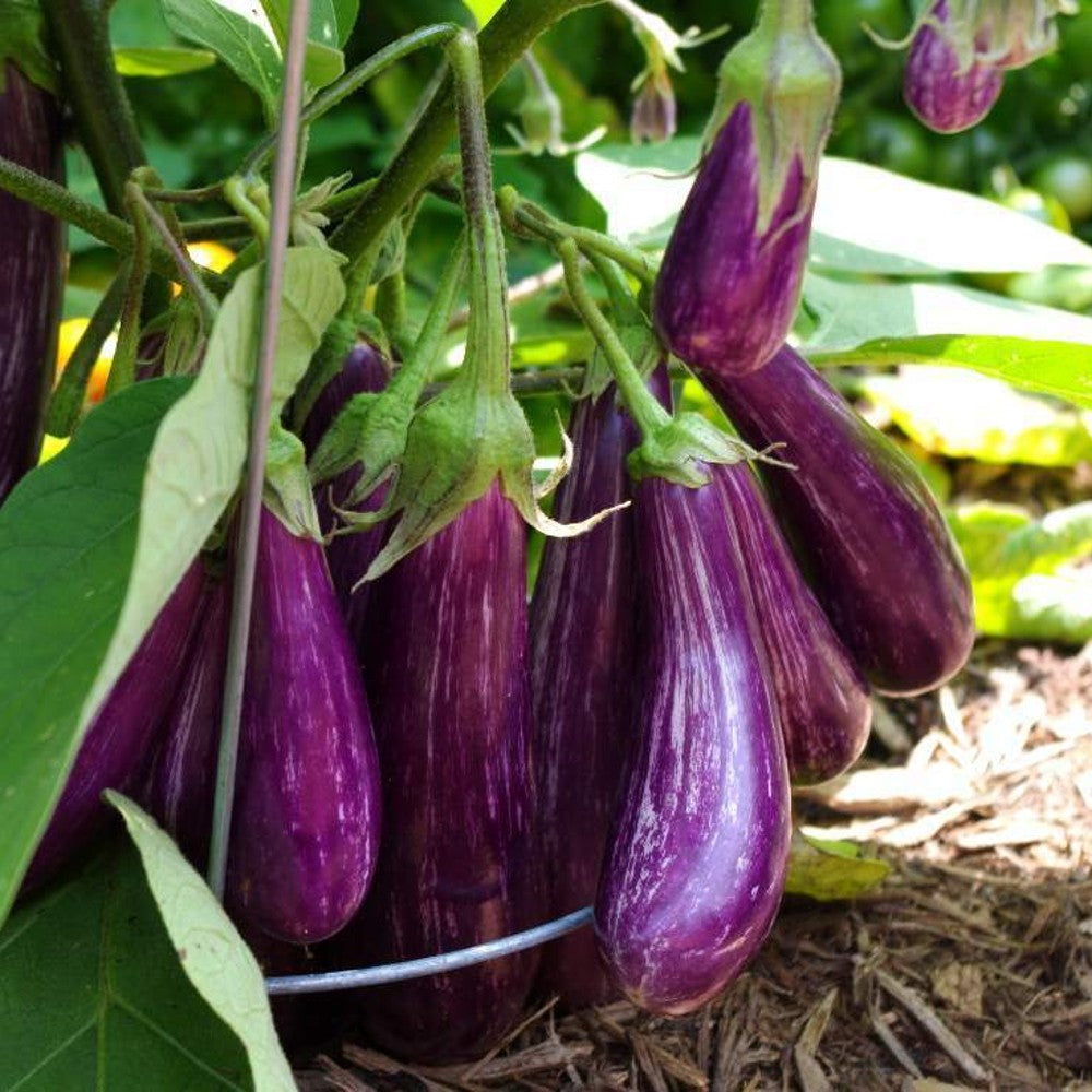 150 Long Purple Italian Eggplant Fingerling NON-GMO Vegetable Seeds | www.seedsplantworld.com