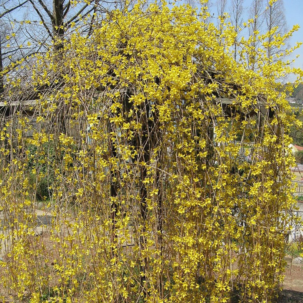 5 Forsythia Suspensa Weeping Forsythia Yellow Flowers Seeds For Planting | www.seedsplantworld.com