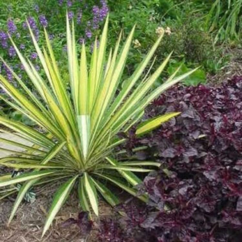 5 Yucca Filamentosa Variegated Adams Needle Yucca Seeds For Planting | www.seedsplantworld.com