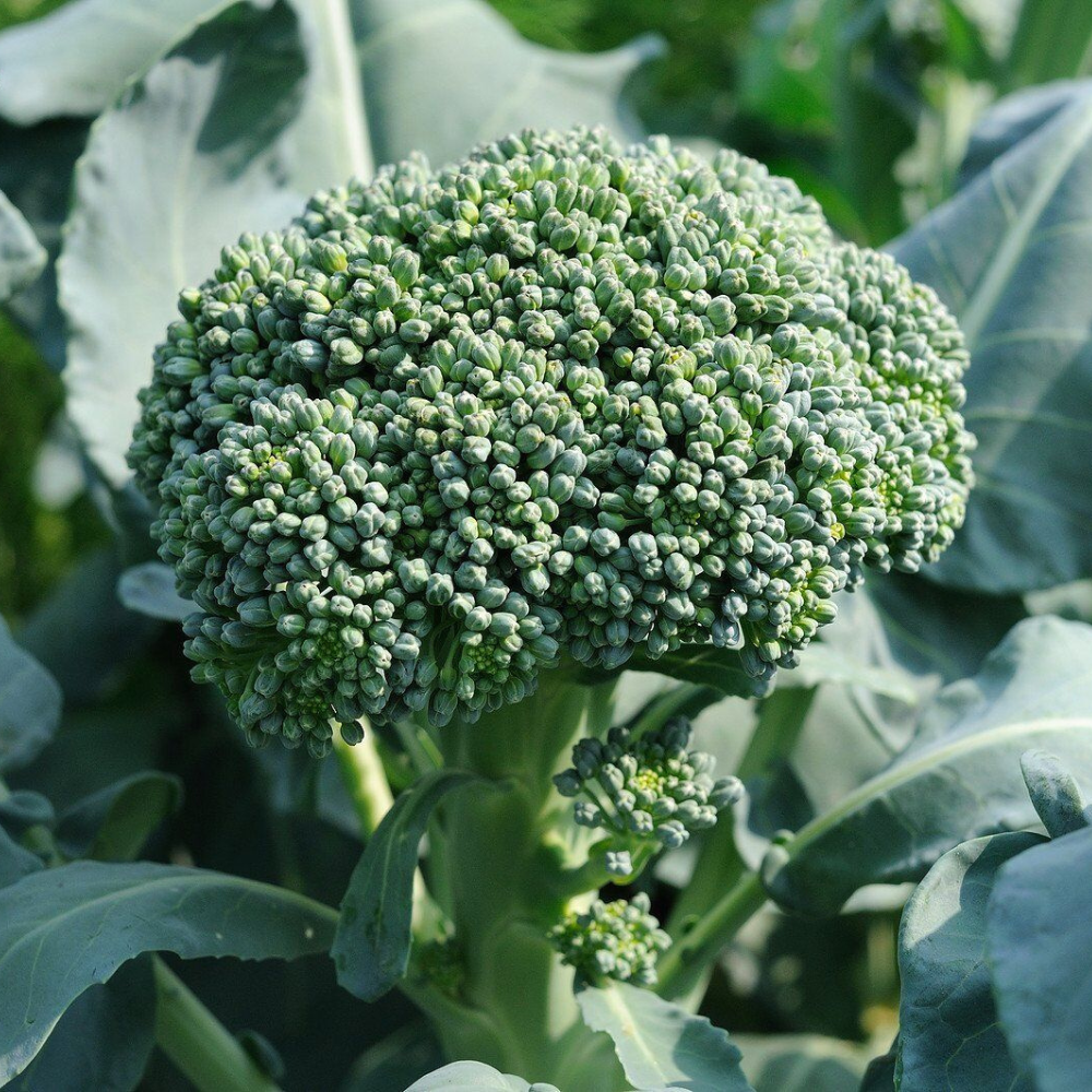 250 Waltham 29 Broccoli NON-GMO Easy to Grow High Yields Vegetable Seeds | www.seedsplantworld.com