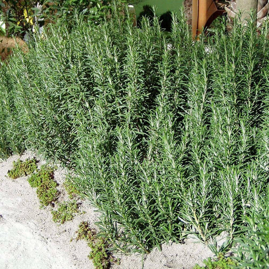 5 Rosmarinus Officinalis Arp Hardy Rosemary Herb Seeds For Planting | www.seedsplantworld.com