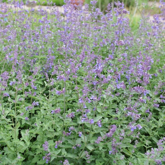 600 Catnip Nepeta Cataria NON-GMO Herb Seeds | www.seedsplantworld.com