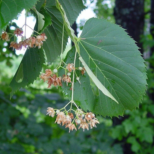 5 Tilia Americana American Linden Or Basswood Tree Seeds For Planting | www.seedsplantworld.com