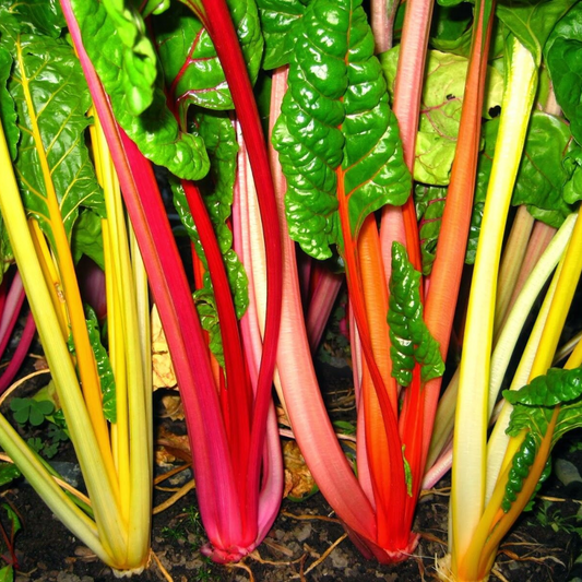 30 Rainbow Swiss Chard Seeds Bright Lights NON-GMO Vegetable Seeds | www.seedsplantworld.com